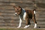 BASENJI 173